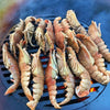 Arteflame Grill Grates by Arteflame Outdoor Grills